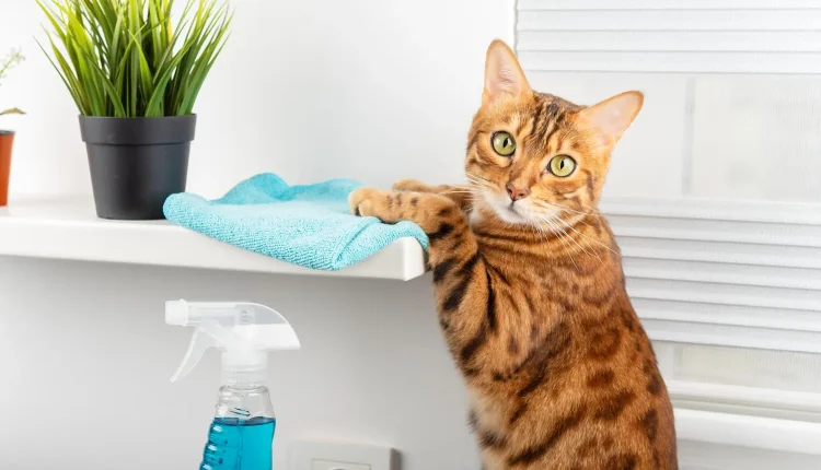 تمیز کردن خانه با وجود حیوان خانگی